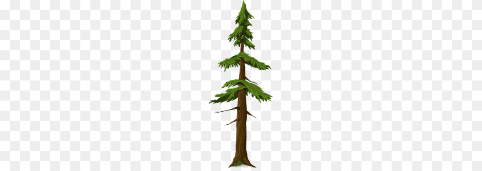 Fir Conifer, Pine, Plant, Tree Free Transparent Png