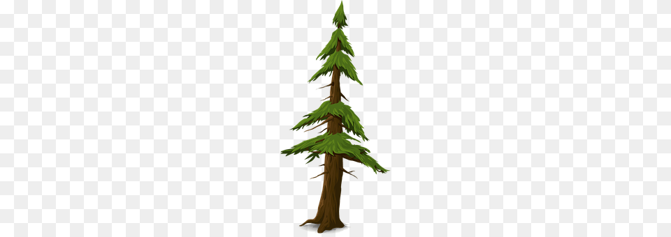 Fir Conifer, Pine, Plant, Tree Free Png