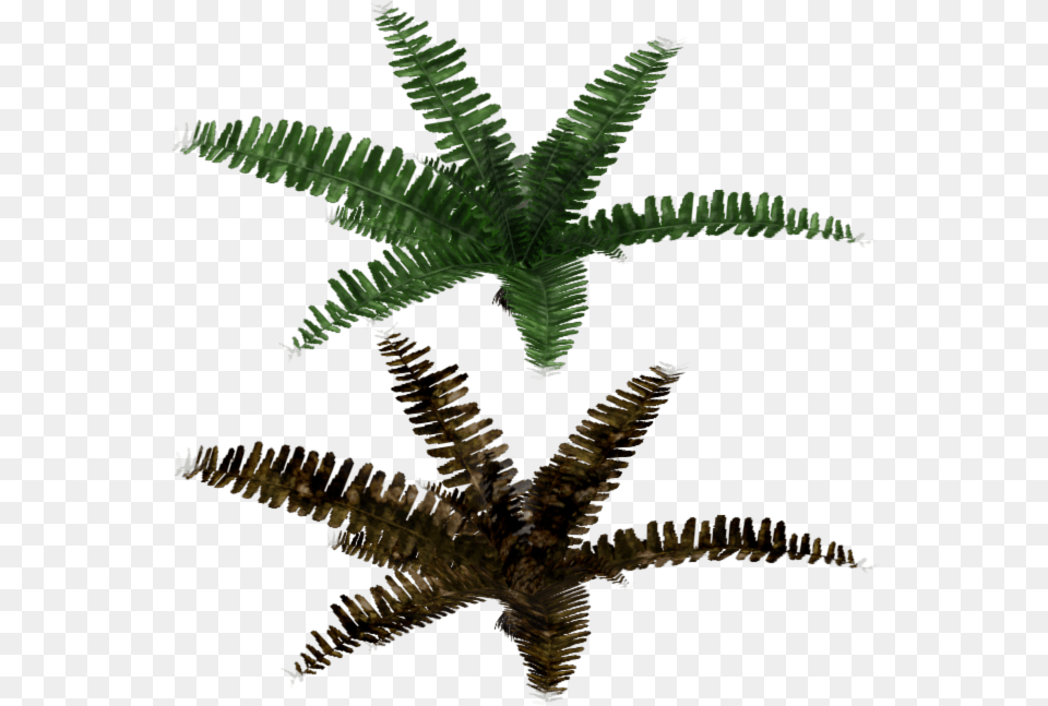 Fir, Fern, Leaf, Plant Png Image