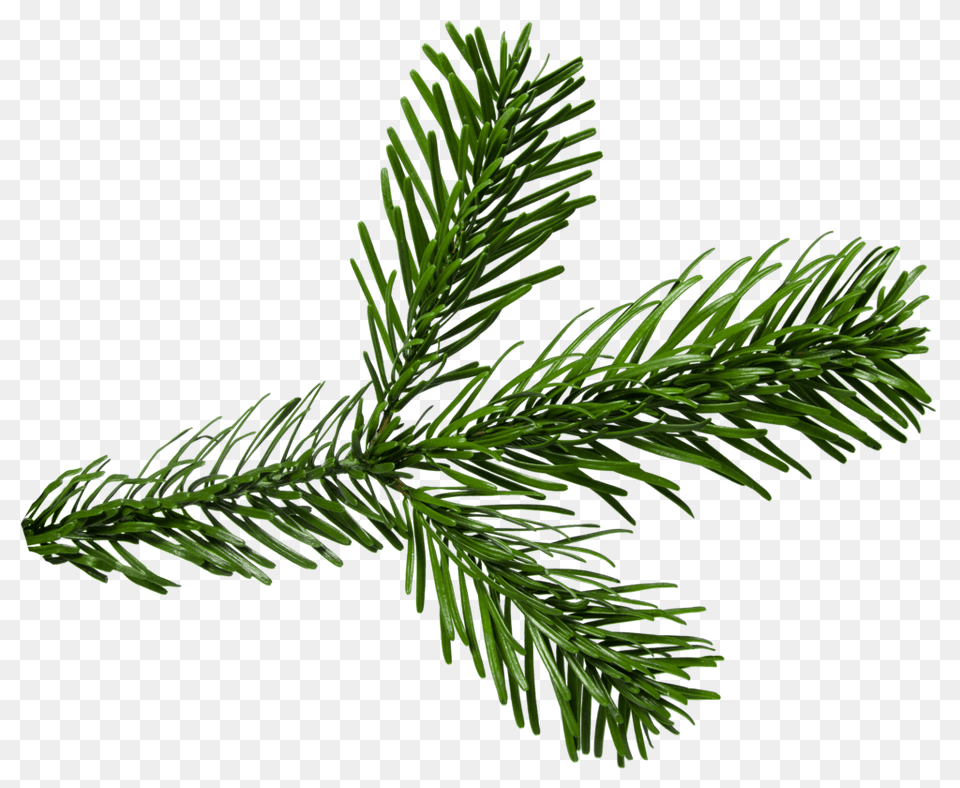 Fir Branch, Conifer, Plant, Tree, Pine Free Png
