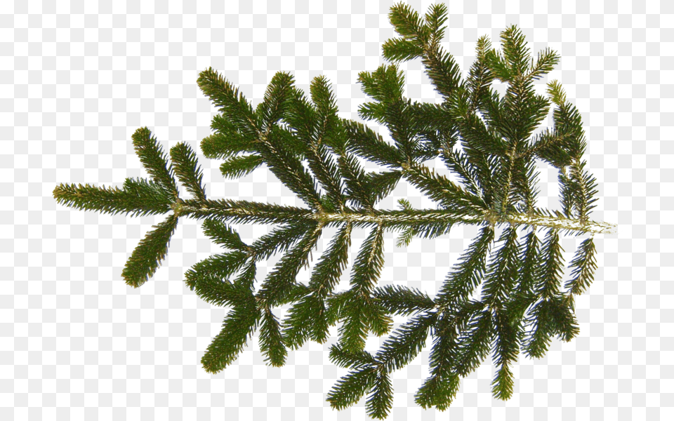 Fir Branch, Leaf, Moss, Plant, Tree Free Png