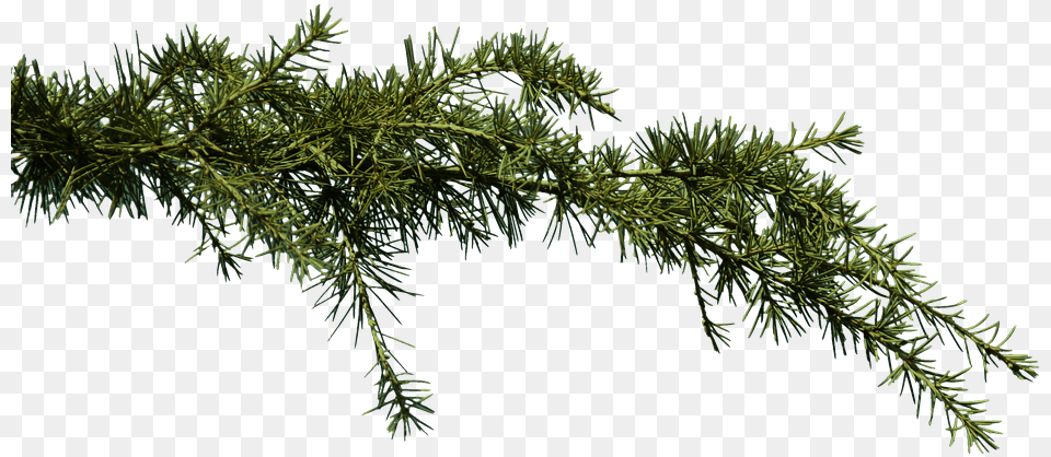 Fir Branch Conifer Pine Clipping Graphics Background Pine Branch, Plant, Tree Free Transparent Png