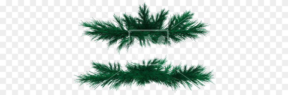 Fir Branches Tree, Accessories, Plant, Pine, Leaf Png