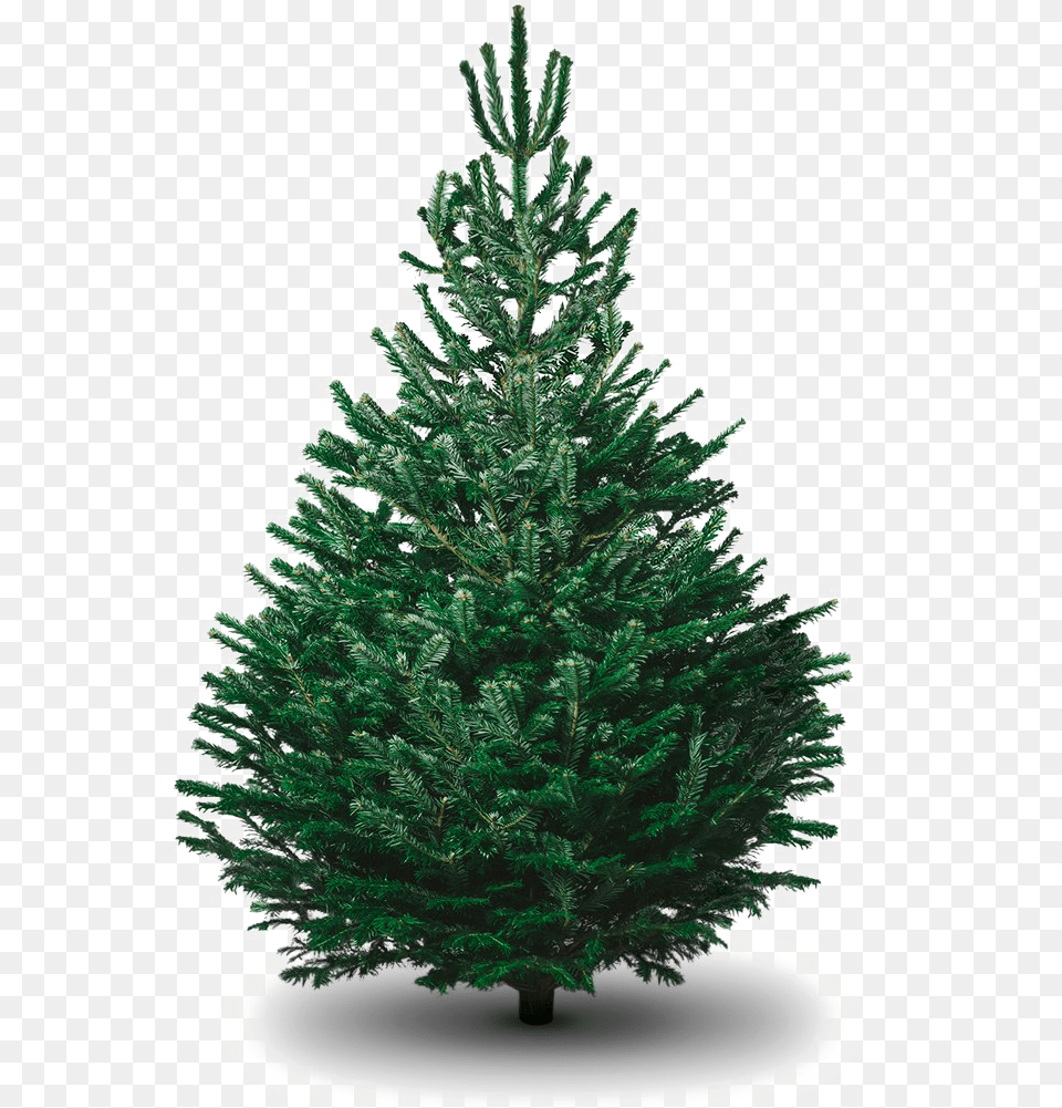 Fir Christmas Tree, Pine, Plant Free Png Download