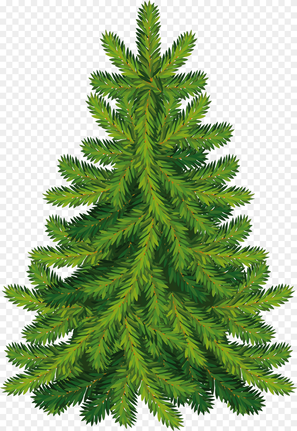 Fir Christmas Tree, Conifer, Green, Pine, Plant Png Image