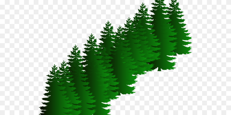 Fir Clipart Evergreen Tree Sasquatch Svg, Green, Pine, Plant, Conifer Free Transparent Png