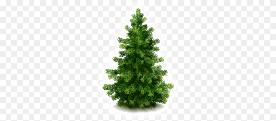 Fir Hd Christmas Tree, Pine, Plant, Conifer, Person Png Image