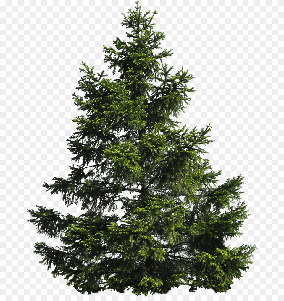 Fir Noble Evergreen Family Tree Pine Pine Tree Transparent, Conifer, Plant Png Image