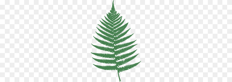 Fir Pine Tree Spruce Geometry, Leaf, Plant, Conifer, Fern Free Png