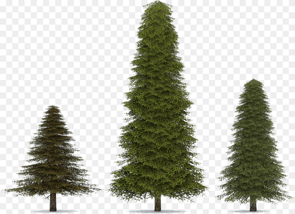 Fir Pine Tree Transparent Background, Plant, Conifer Png