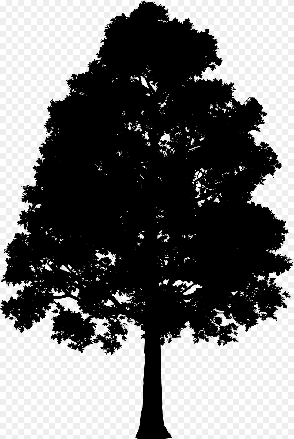 Fir Spruce Silhouette Leaf Big Tree Silhouette, Gray Png