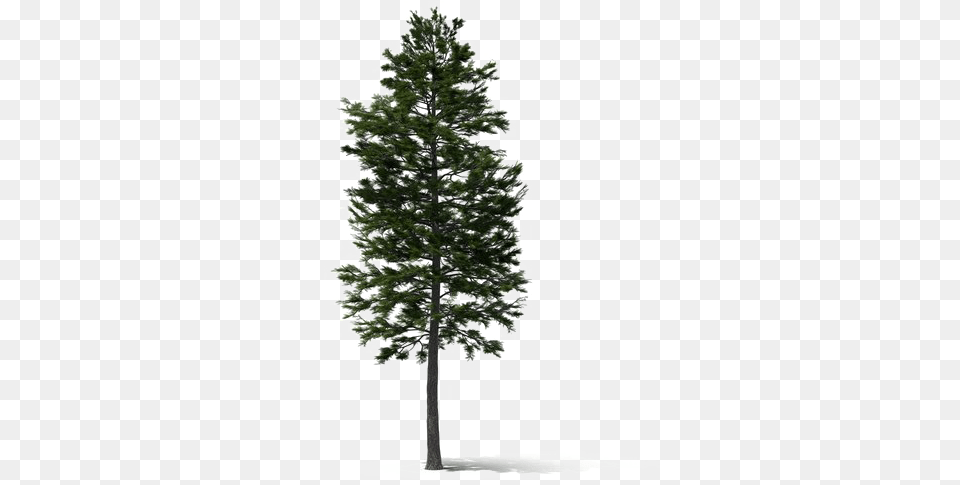 Fir Tall Pine Tree, Plant, Conifer Png