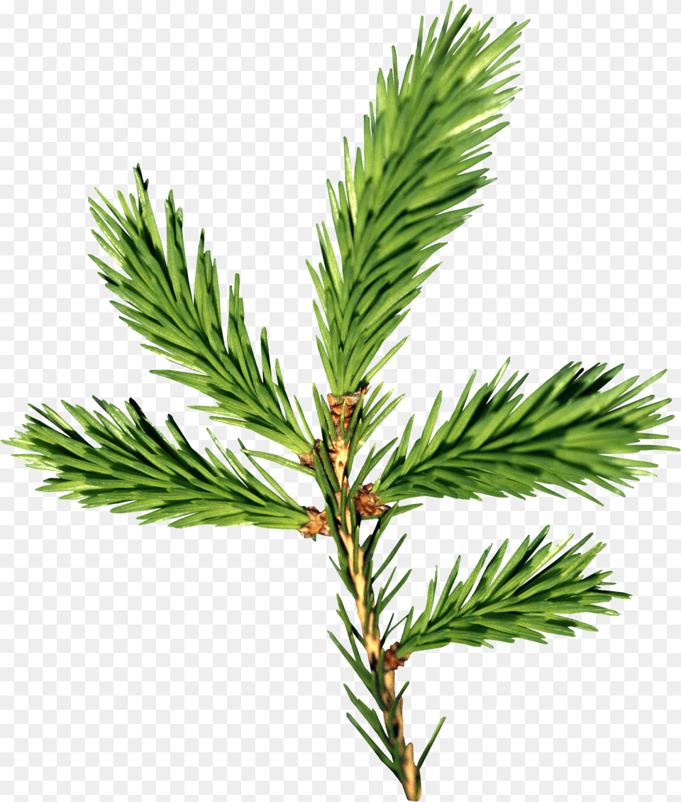 Fir Tree Free Png