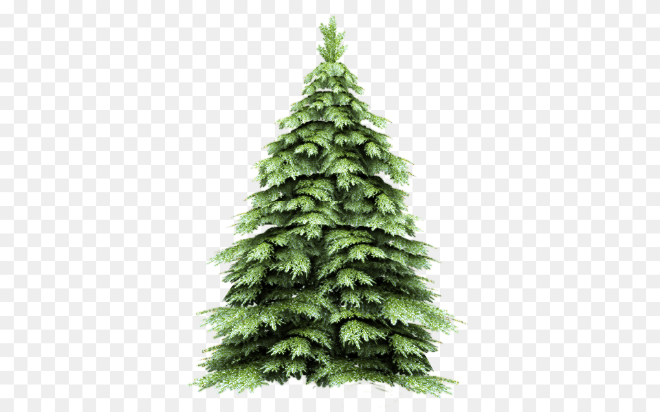 Fir Tree, Pine, Plant, Conifer Free Transparent Png