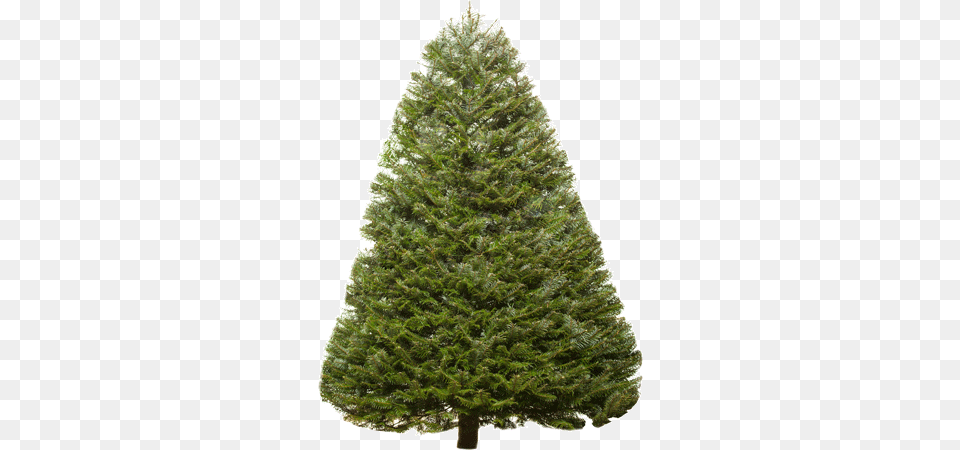 Fir Tree, Pine, Plant Free Png Download