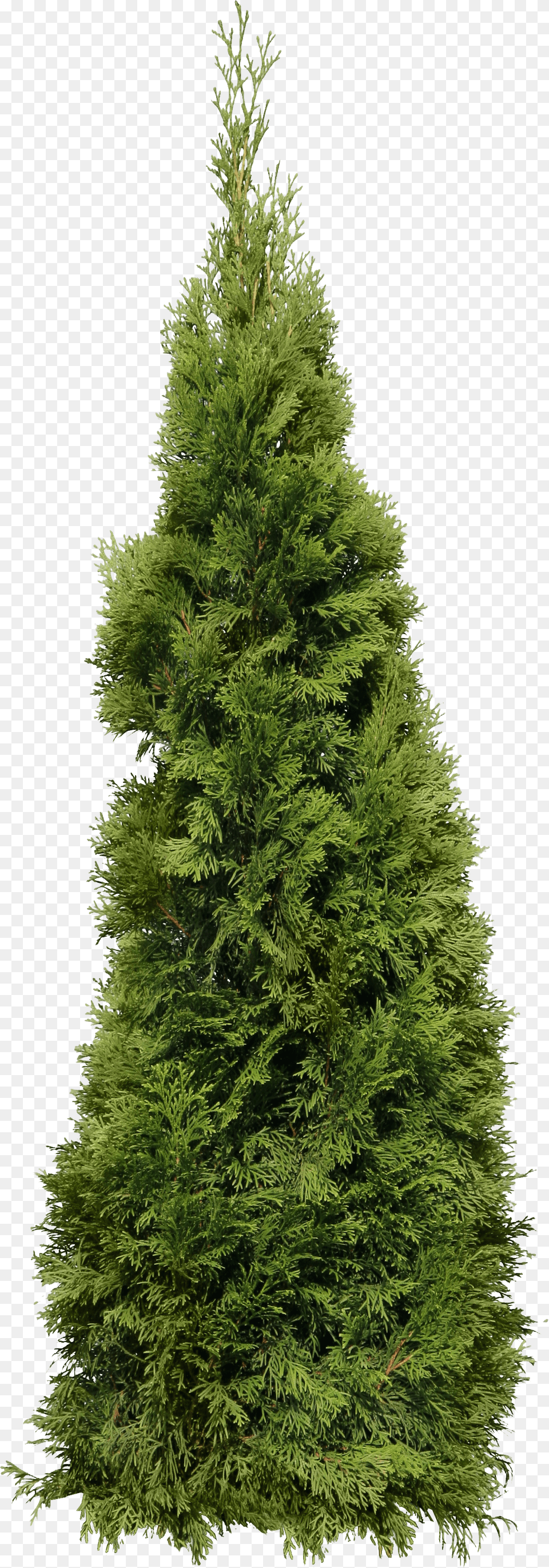 Fir Tree, Conifer, Pine, Plant Png