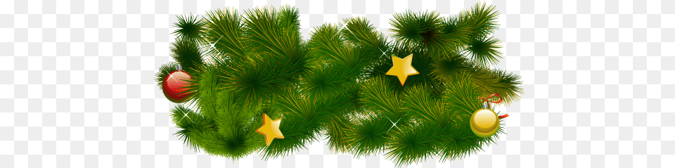 Fir Tree, Plant, Pine, Conifer Free Png