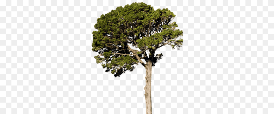 Fir Tree, Plant, Tree Trunk, Conifer, Cross Png Image