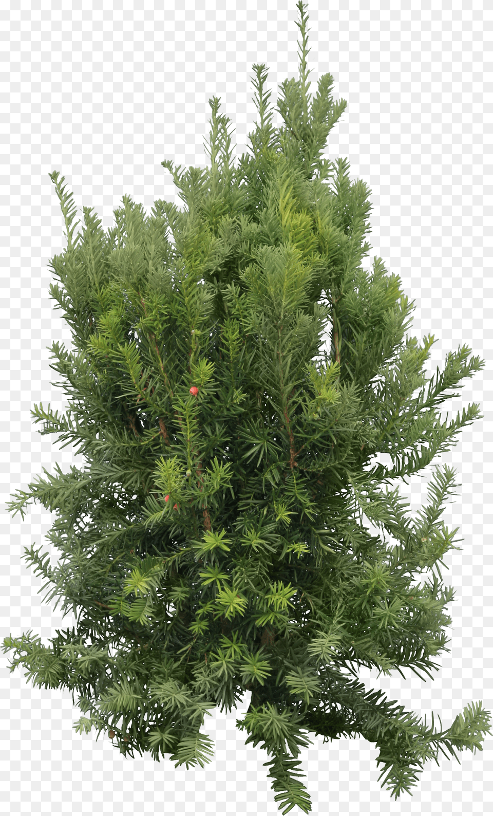 Fir Tree Png