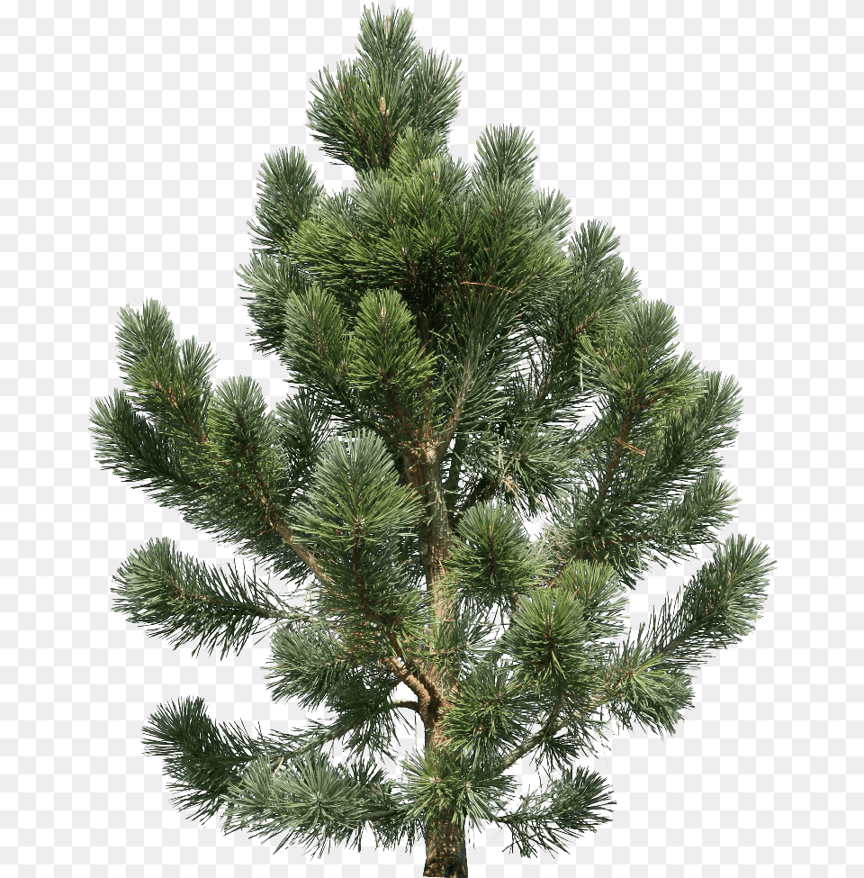 Fir Tree, Conifer, Pine, Plant Free Transparent Png