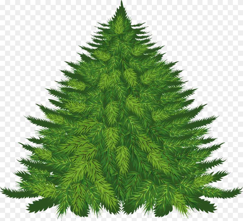 Fir Tree Free Transparent Png