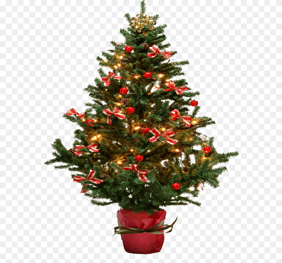 Fir Tree, Plant, Christmas, Christmas Decorations, Festival Png Image