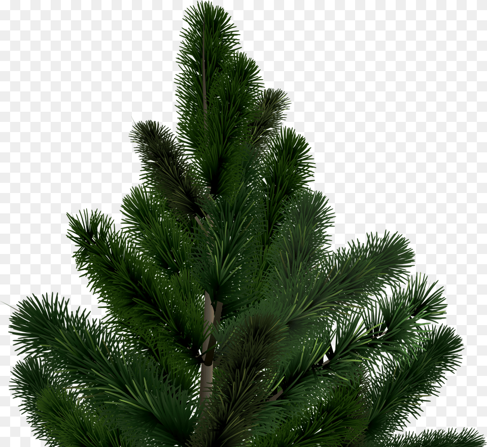 Fir Tree Png Image