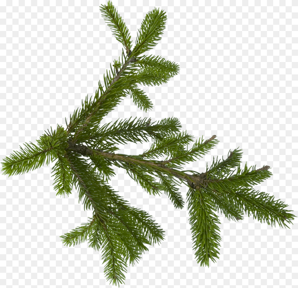 Fir Tree Free Png Download