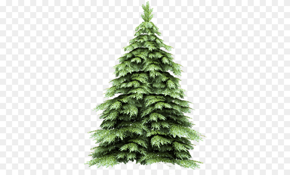 Fir Tree 2475 Pine Tree Brush, Conifer, Plant Free Png Download
