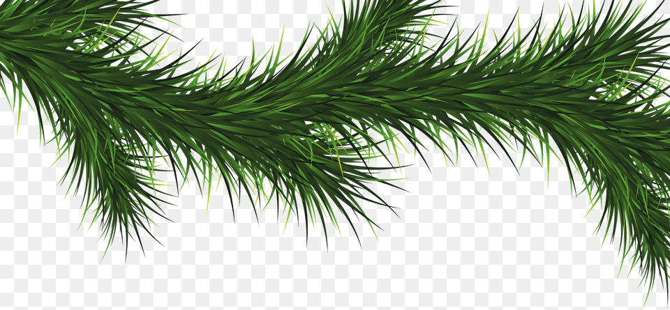Fir Tree, Conifer, Pine, Plant Free Png Download