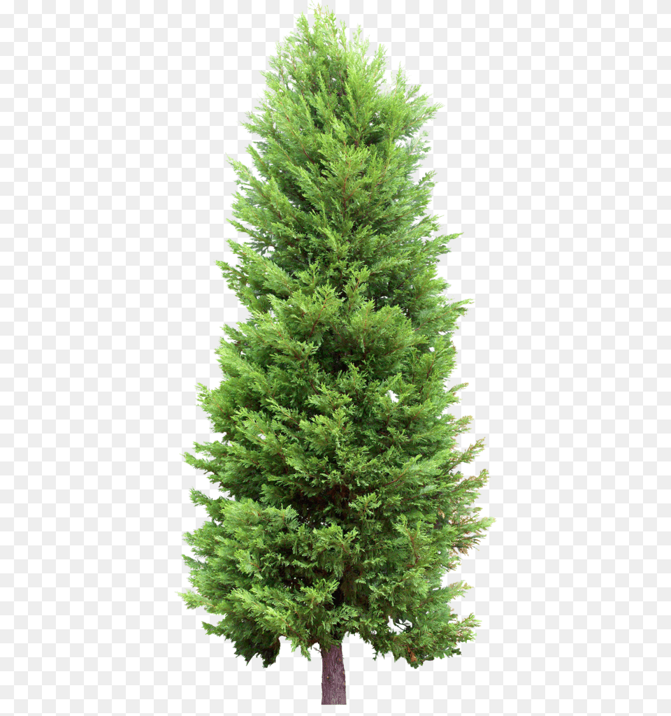 Fir Tree, Conifer, Pine, Plant Free Transparent Png