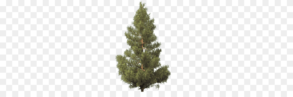 Fir Tree, Conifer, Pine, Plant Free Png
