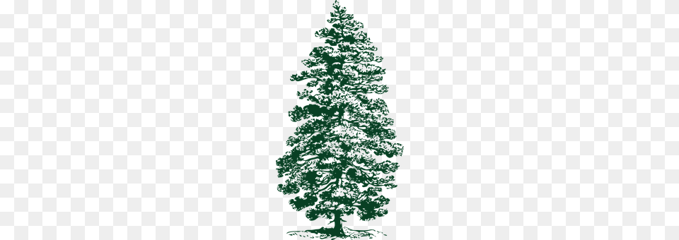 Fir Tree Plant, Pine, Adult, Wedding Free Transparent Png