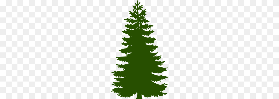 Fir Tree Conifer, Plant, Pine, Person Png