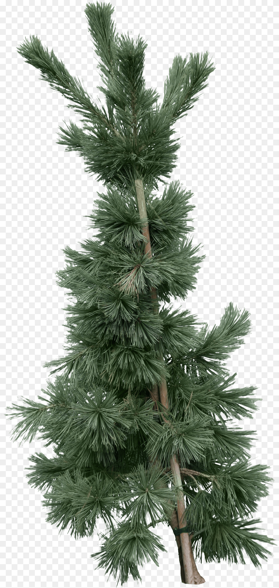 Fir Tree Free Transparent Png