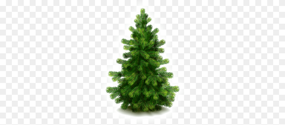 Fir Tree, Pine, Plant, Conifer Free Transparent Png