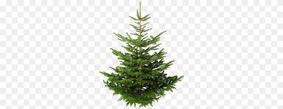 Fir Tree, Conifer, Pine, Plant Png