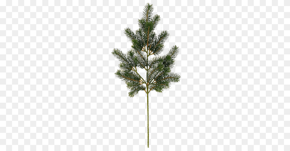 Fir Tree, Conifer, Pine, Plant, Leaf Png Image