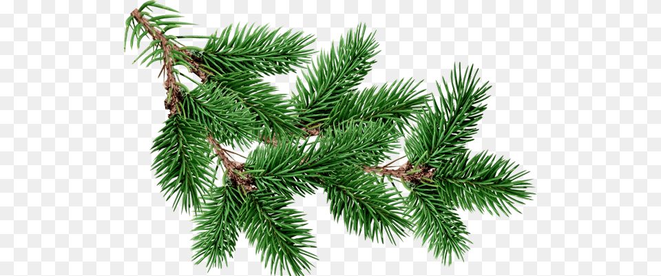 Fir Tree, Conifer, Pine, Plant Png