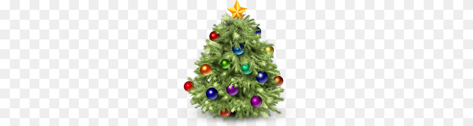 Fir Tree, Plant, Christmas, Christmas Decorations, Festival Free Png Download