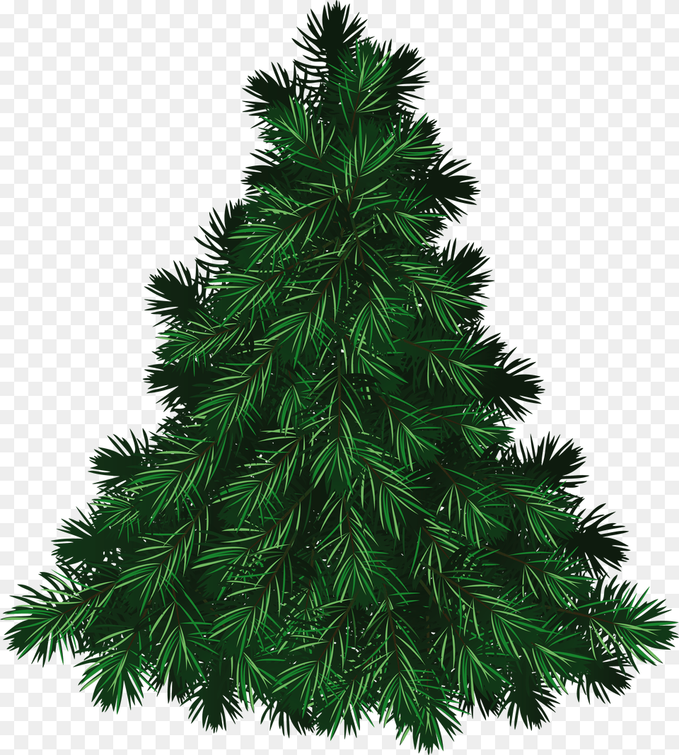 Fir Tree, Pine, Plant, Conifer Free Transparent Png