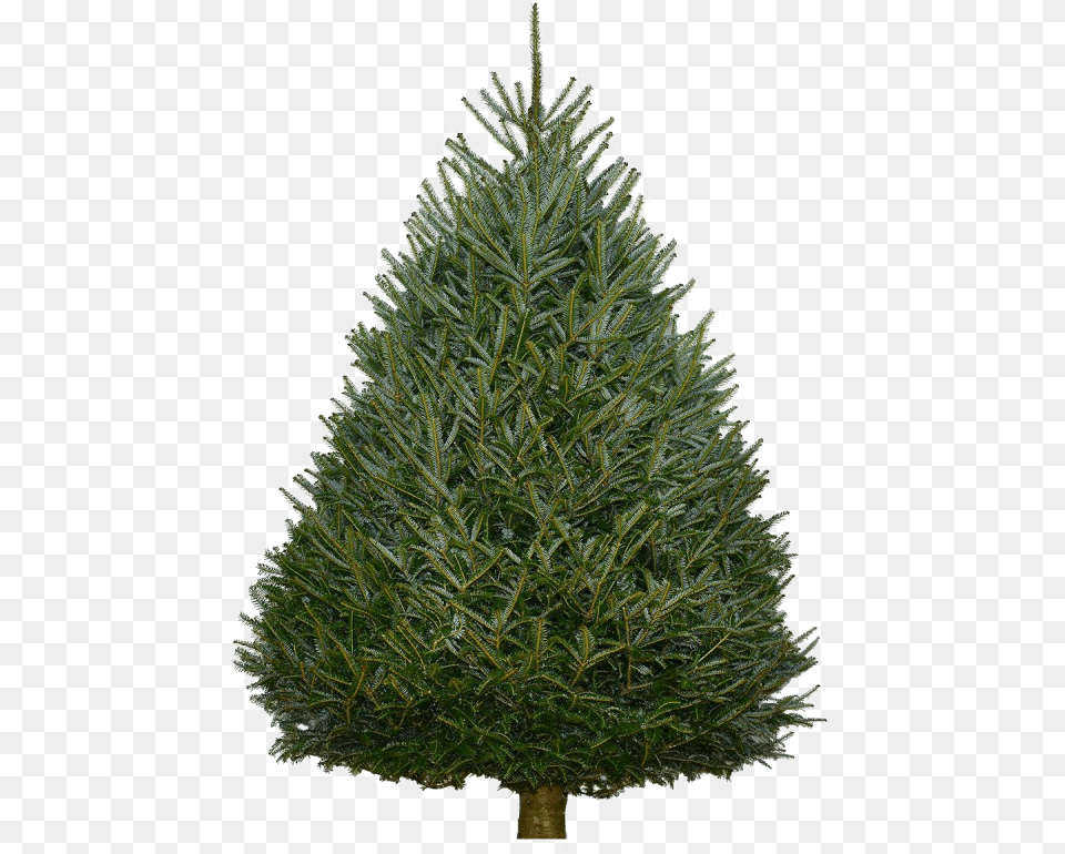 Fir Tree Background Artificial Unlit Christmas Tree Sale, Pine, Plant, Christmas Decorations, Festival Png