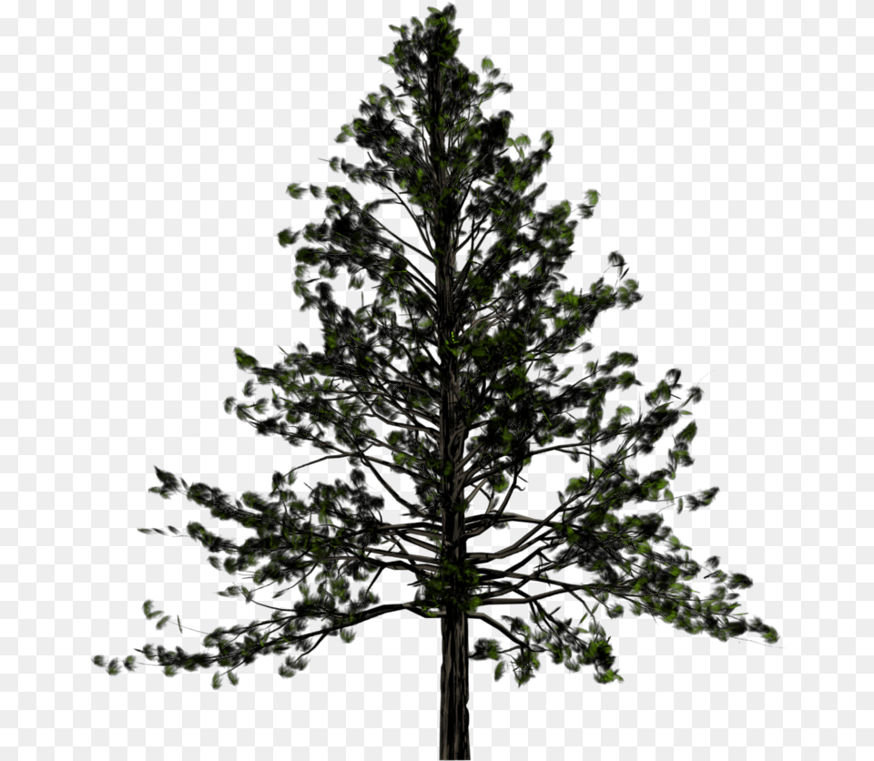 Fir Tree Black And White Transparent Pine Tree Plant, Nature, Night, Outdoors Free Png Download