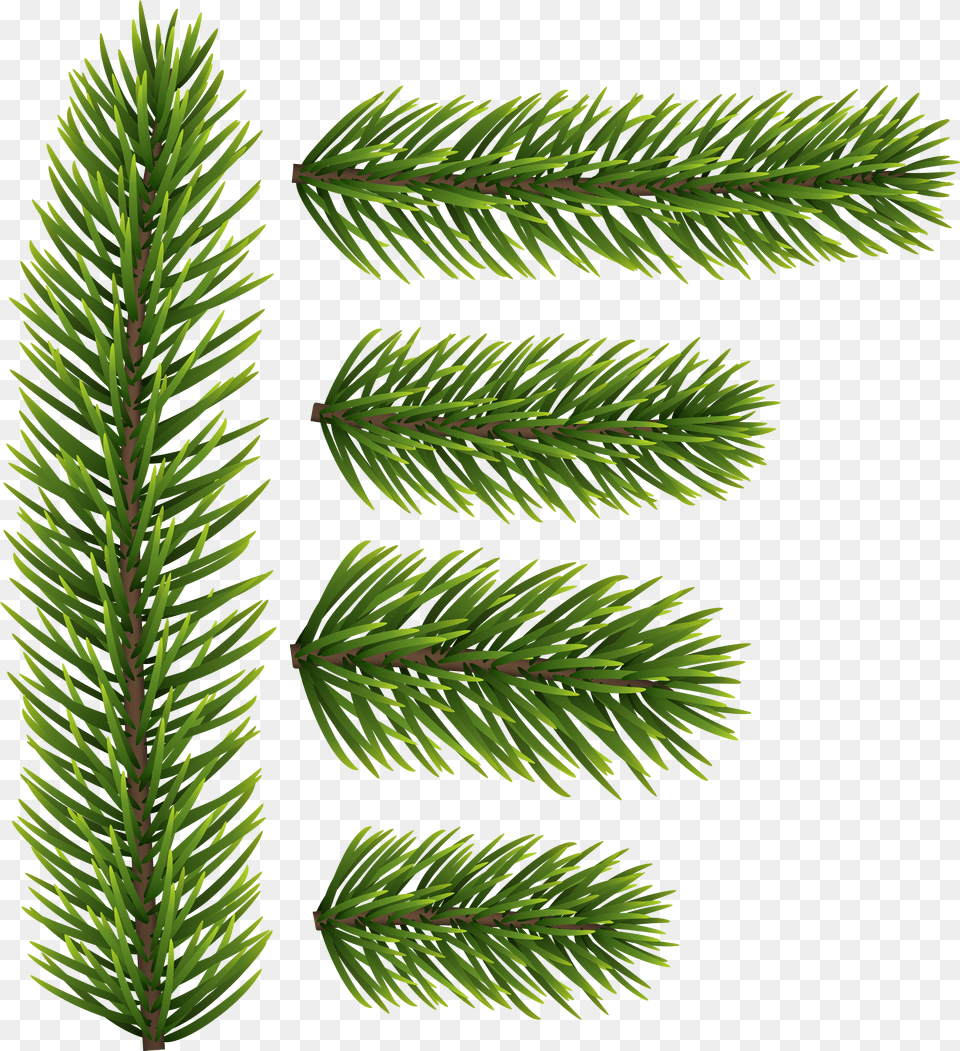 Fir Tree Branch Png