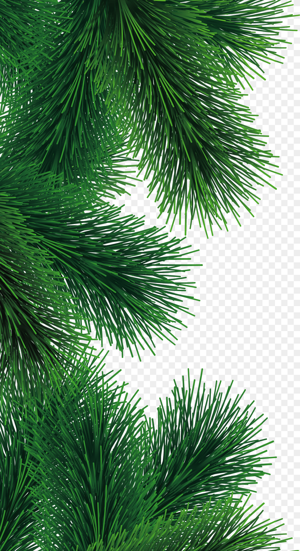 Fir Tree Branch, Conifer, Pine, Plant Free Png Download