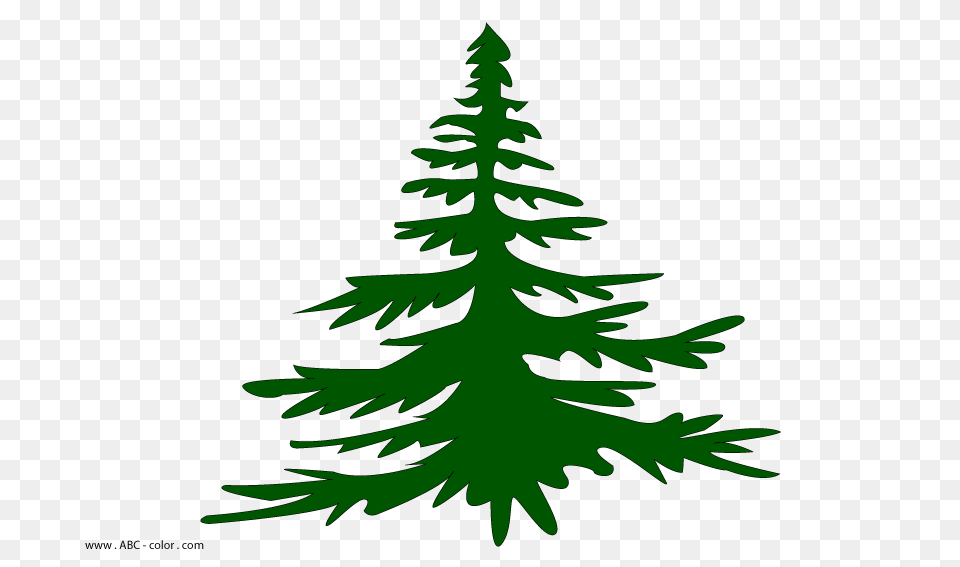 Fir Tree Branch, Plant, Conifer, Pine, Leaf Png Image