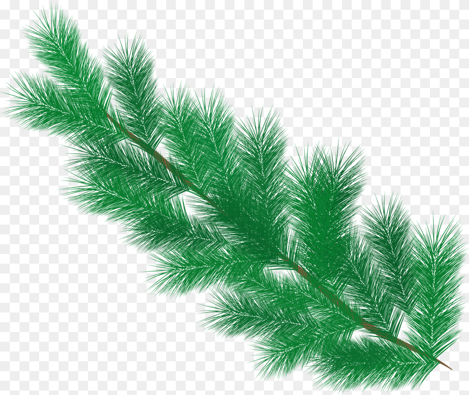 Fir Tree Branch Pine Needles Transparent Pine Leaves, Accessories, Plant, Conifer, Feather Boa Png