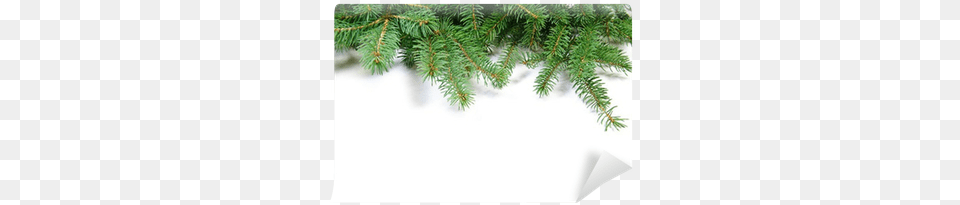 Fir Tree Branch Wall Mural Pixers Juniper, Conifer, Pine, Plant Png Image