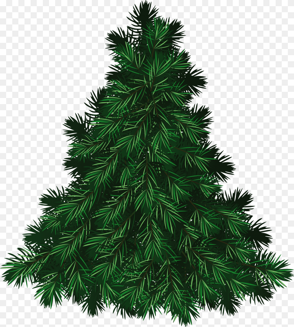 Fir Tree Christmas Fir Tree, Conifer, Plant, Pine, Green Free Transparent Png