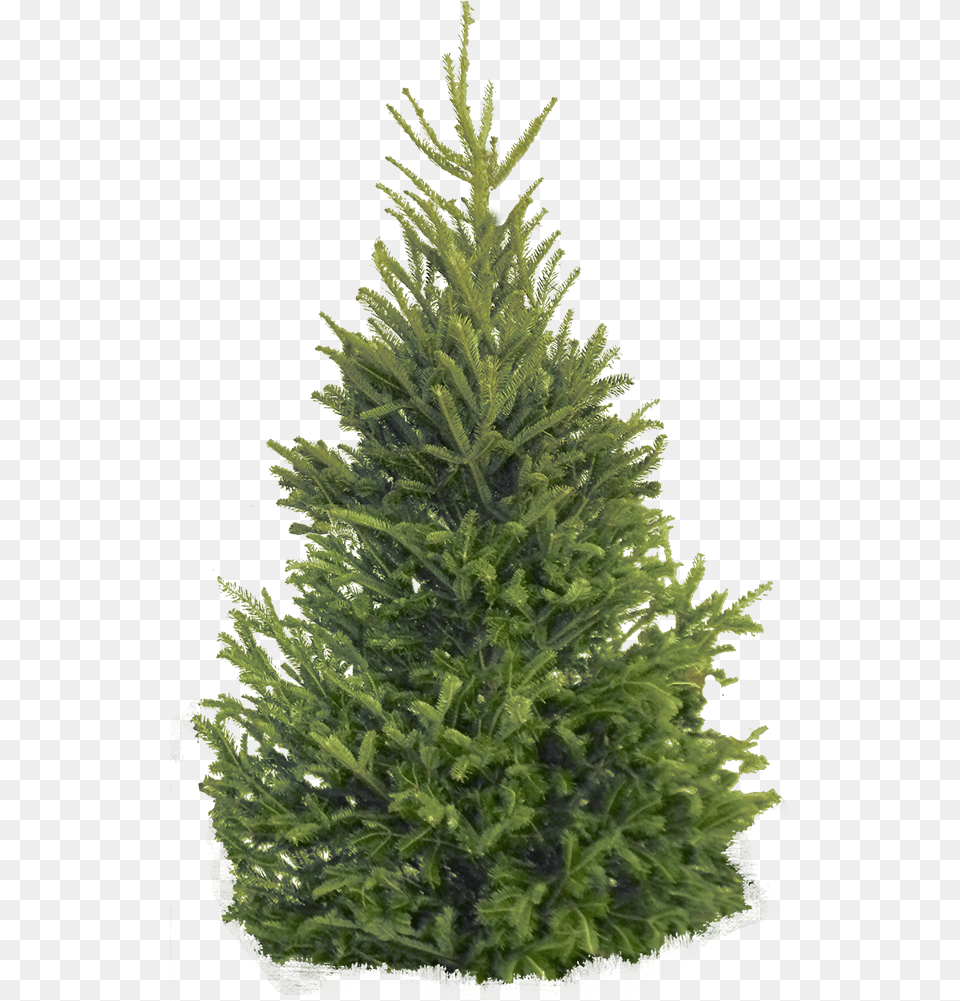 Fir Tree Christmas Tree, Pine, Plant, Conifer Free Png